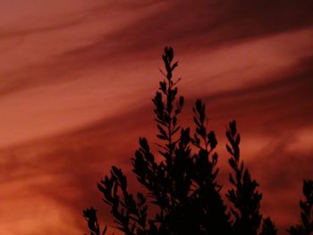 Low angle view of silhouette plants against romantic sky