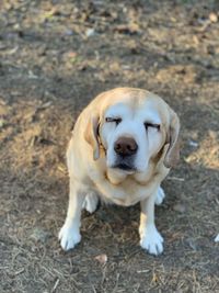 High angle portrait of a dog