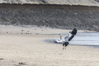 Birds flying over water