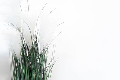 Close-up of stalks against white background