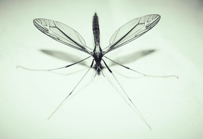 Close-up of butterfly