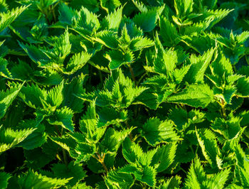 Full frame shot of fresh green plant