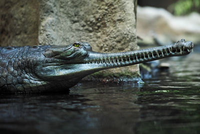 Close-up of gavial