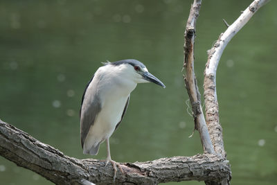 Bird perching on a tree