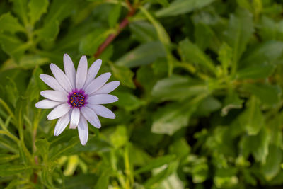 Close-up of purple flowering plant