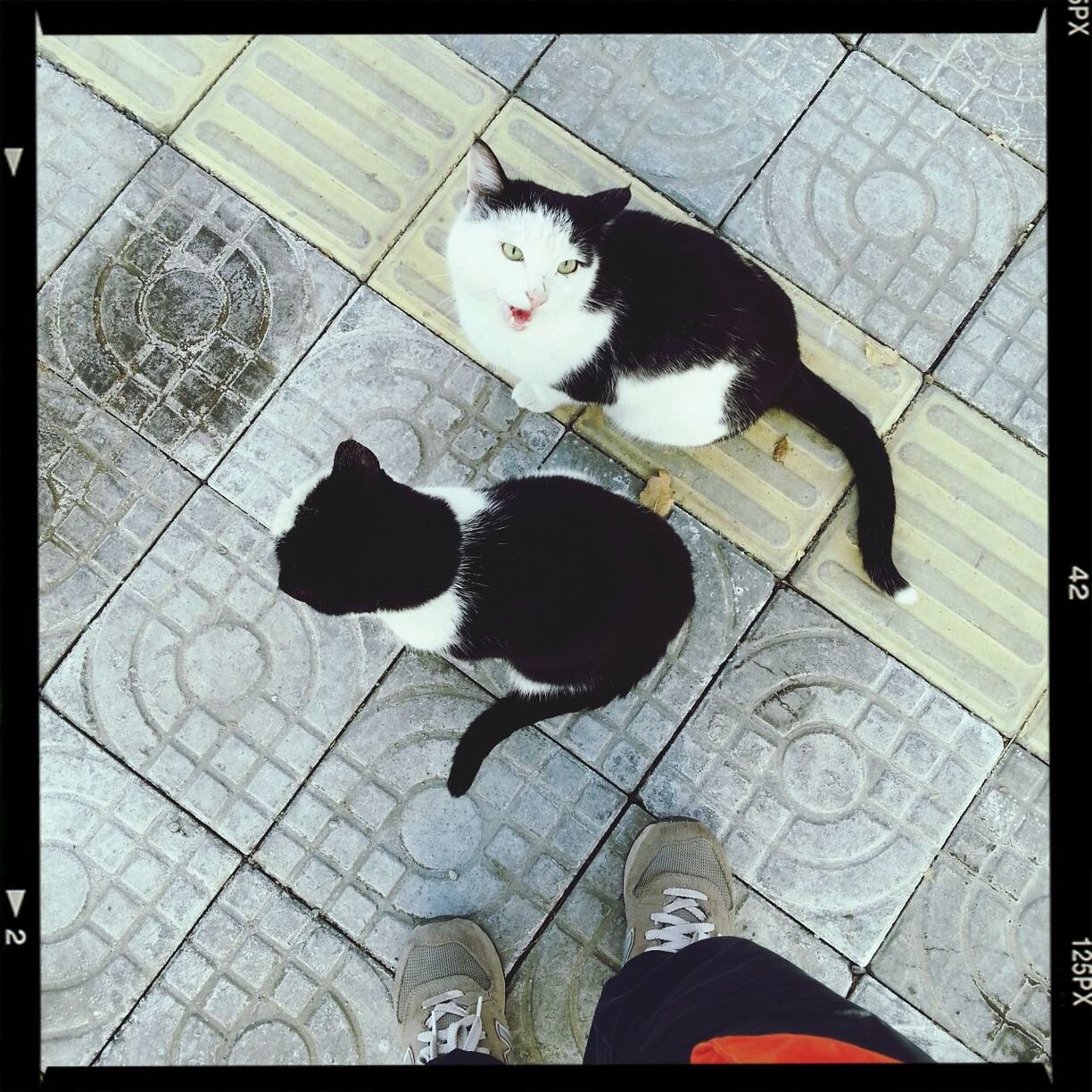 animal themes, domestic cat, pets, domestic animals, cat, transfer print, one animal, feline, high angle view, auto post production filter, mammal, indoors, relaxation, tiled floor, whisker, flooring, full length, white color, zoology, black color