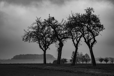 Trees on field against sky