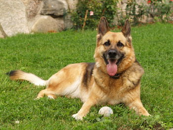 Close-up portrait of dog yawning on grass