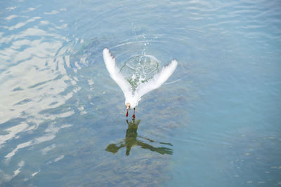 High angle view of bird flying over lake