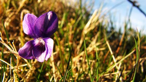 Close-up of purple flowers blooming in field