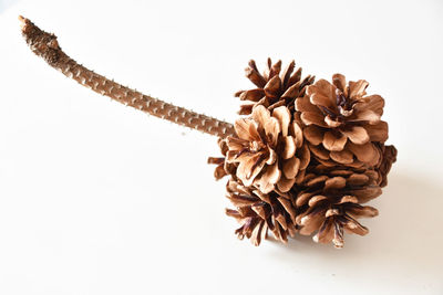 Close-up of wilted plant against white background