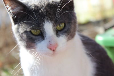 Close-up portrait of cat