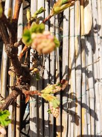 Close-up of lizard on tree