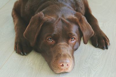 Close-up portrait of a dog