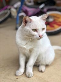 Close-up of cat sitting on table