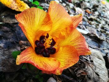 Close-up of day lily