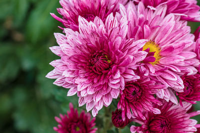 Close-up of pink dahlia