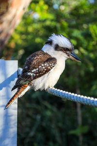 Close-up of bird perching on tree