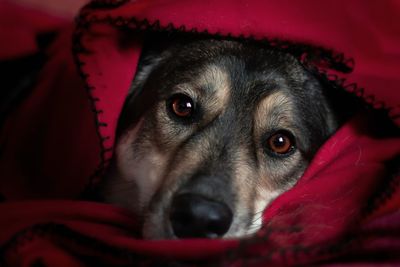 Close-up portrait of dog