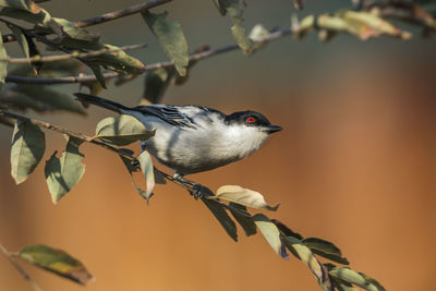 Close-up of bird perching on branch