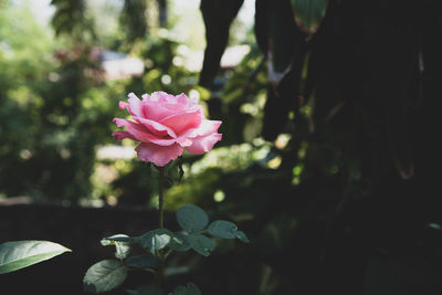 Close-up of pink flowering plant