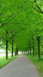 Empty road along trees