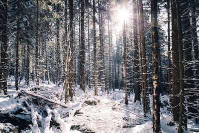 Trees in forest