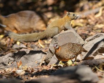 Squirrel on a field