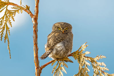 Northern pygmy owl