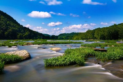 River flowing on forest