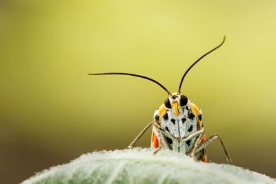 Close-up of insect