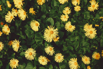 Close-up of daisy flowers