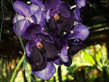 Close-up of purple flowering plant