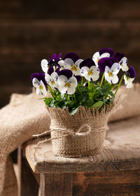 Flower pot with white, violet pansies. viola cornuta. spring planting.