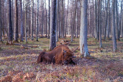 Trees in a forest