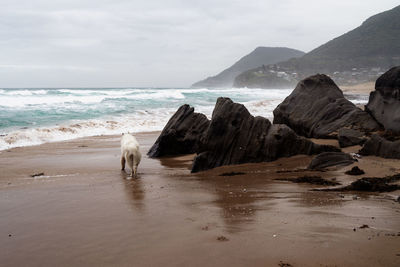 A white dog walking at the stanwell park beach reserve