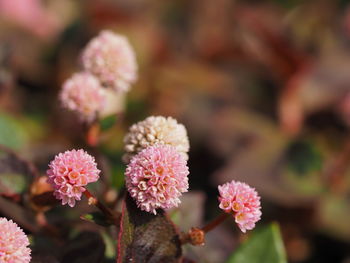 Close-up of pink flowering plant