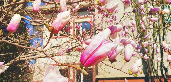 Close-up of pink flowering plants