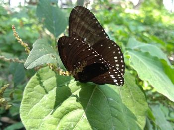 Close-up of butterfly on leaf