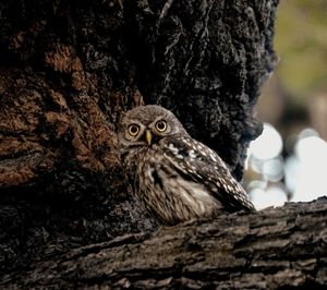 Close-up portrait of owl on tree