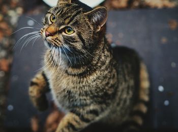 Close-up of cat on street