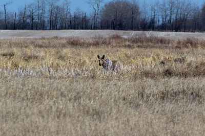 View of dog on field