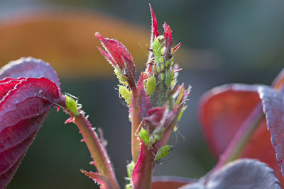 Close-up of red flower buds growing outdoors