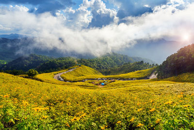 Scenic view of flowering plants on field against sky