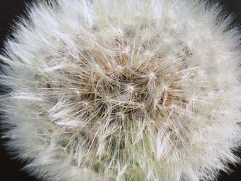 Close-up of dandelion flower