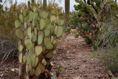 Cactus plant growing on field