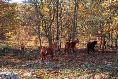 Horses in a field