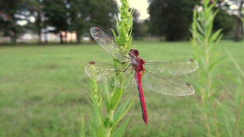 Close-up of dragonfly on plant