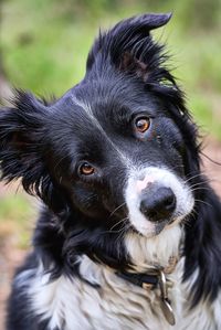 Close-up portrait of black dog on field