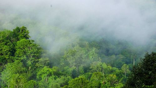 Scenic view of forest against sky